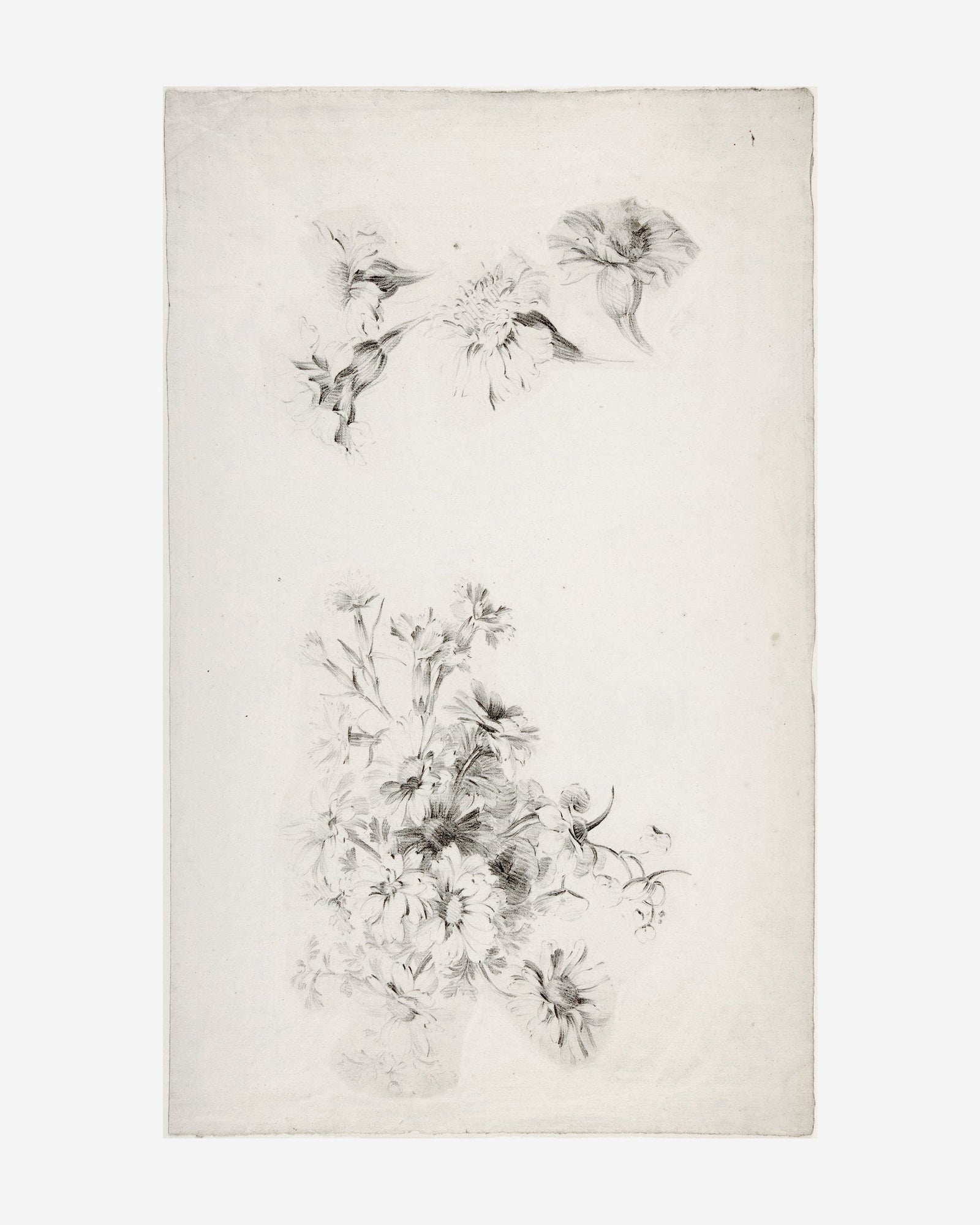 Botanical Parchment