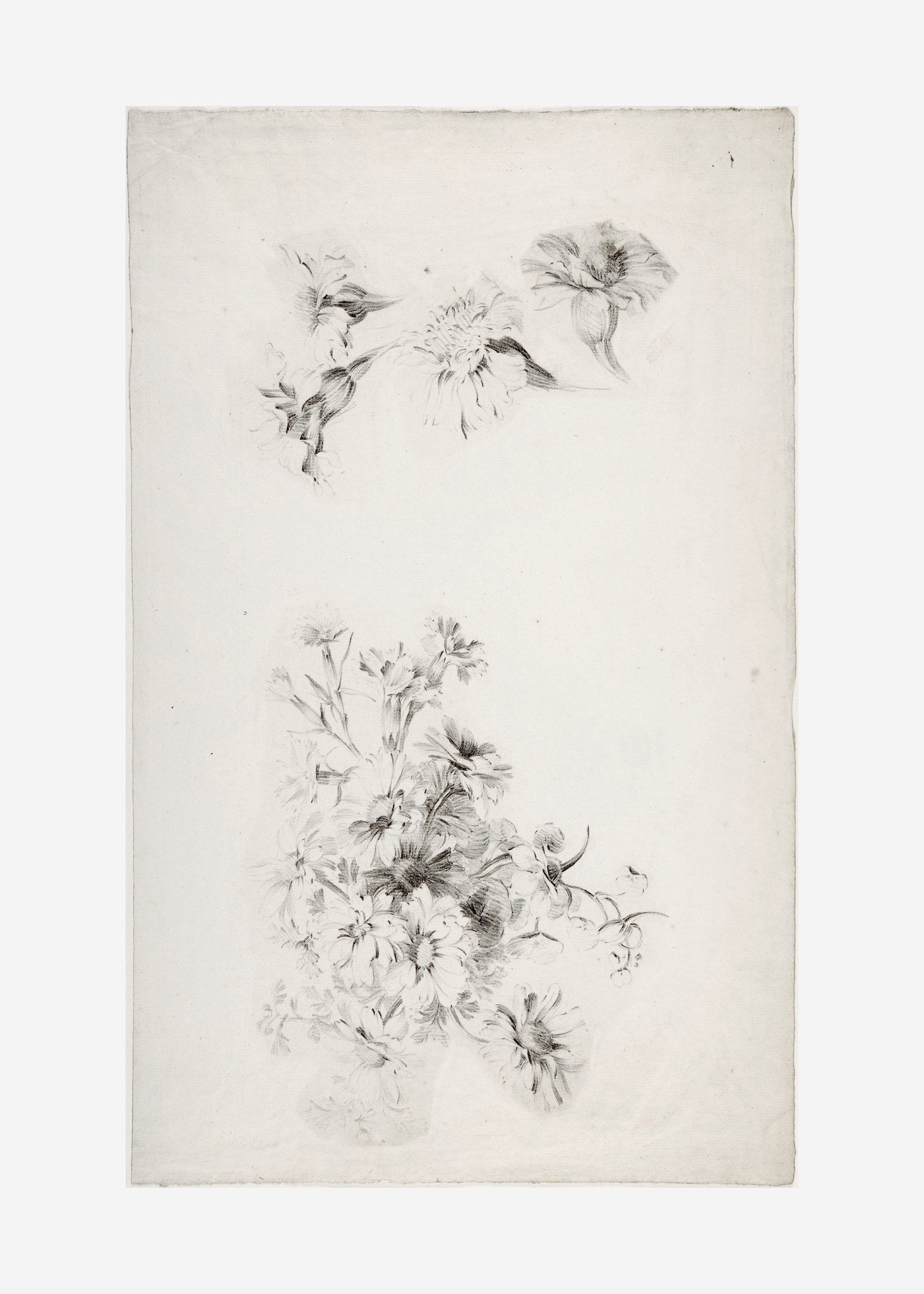Botanical Parchment