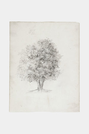 Apple Tree Sketch