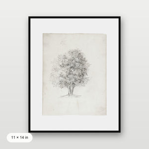 Apple Tree Sketch