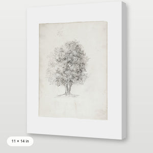Apple Tree Sketch