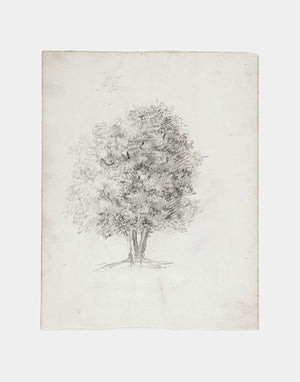 Apple Tree Sketch