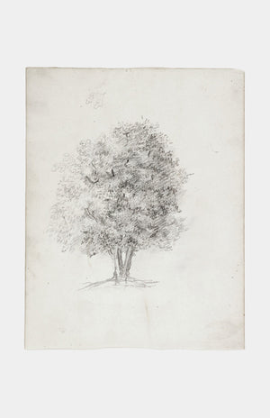 Apple Tree Sketch