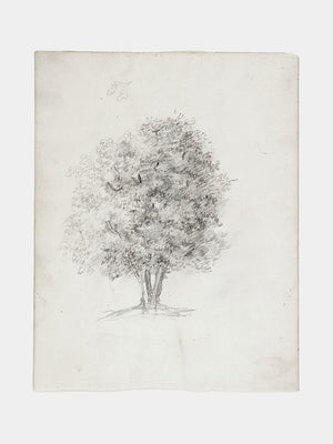 Apple Tree Sketch