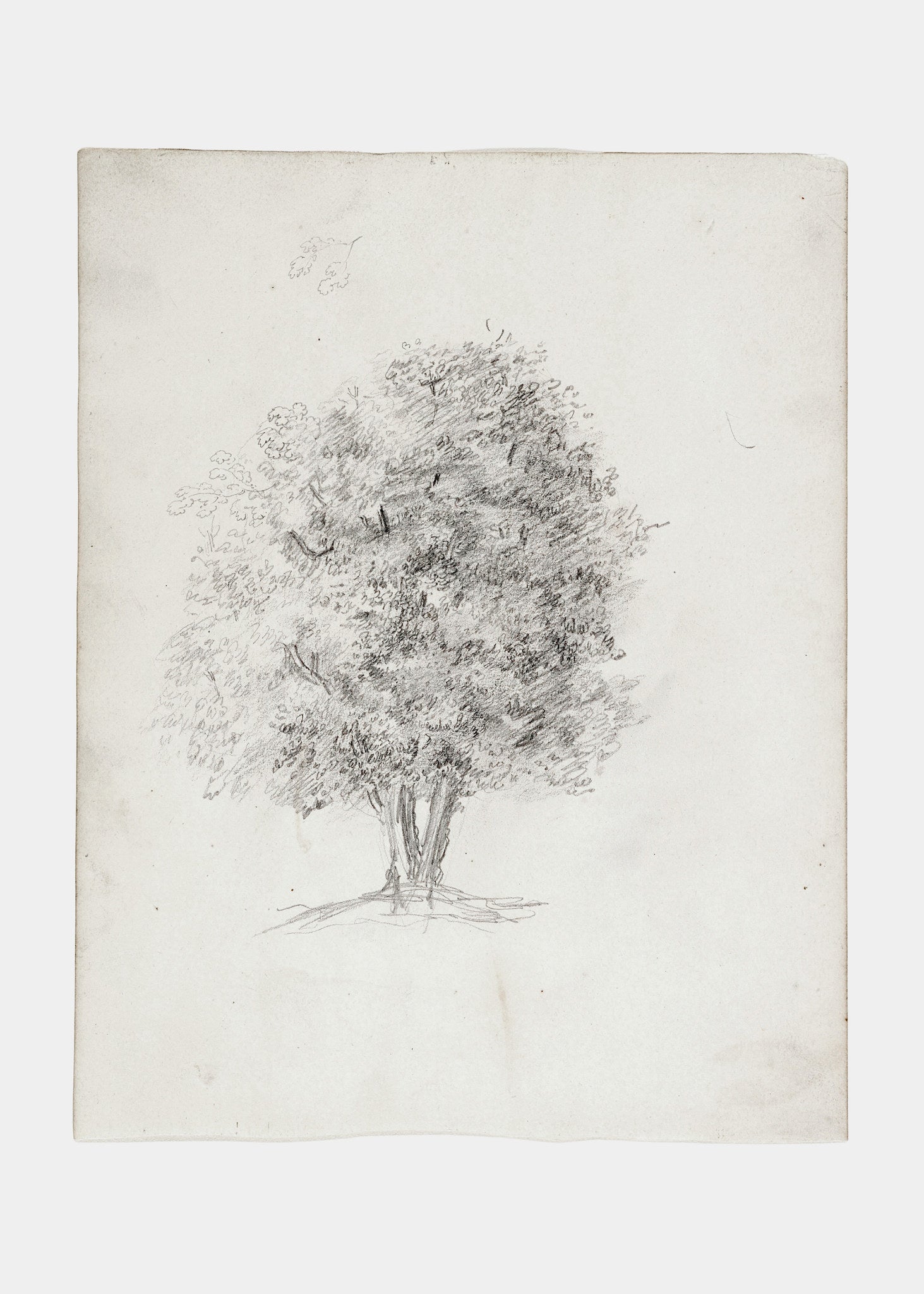 Apple Tree Sketch