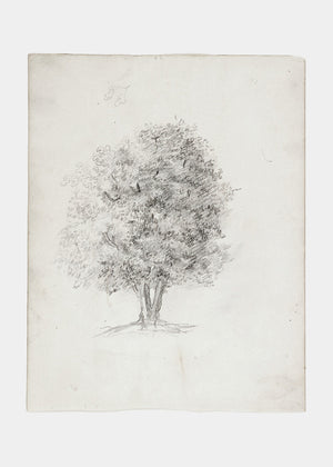 Apple Tree Sketch