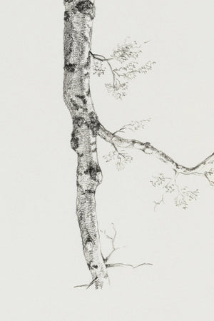 Birch Branch Sketch