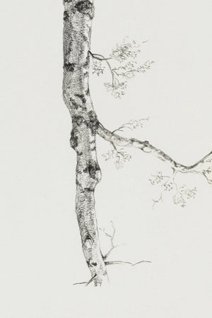 Birch Branch Sketch