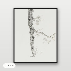 Birch Branch Sketch