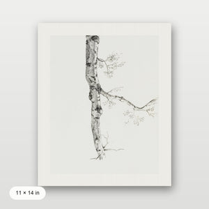 Birch Branch Sketch