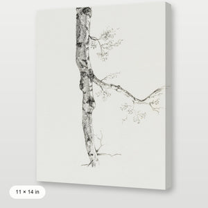 Birch Branch Sketch