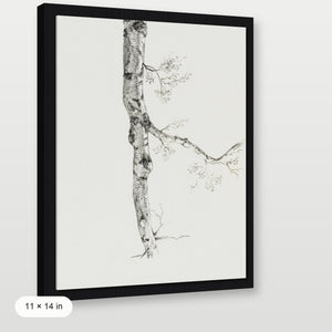 Birch Branch Sketch