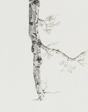 Birch Branch Sketch