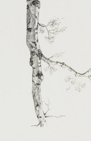 Birch Branch Sketch