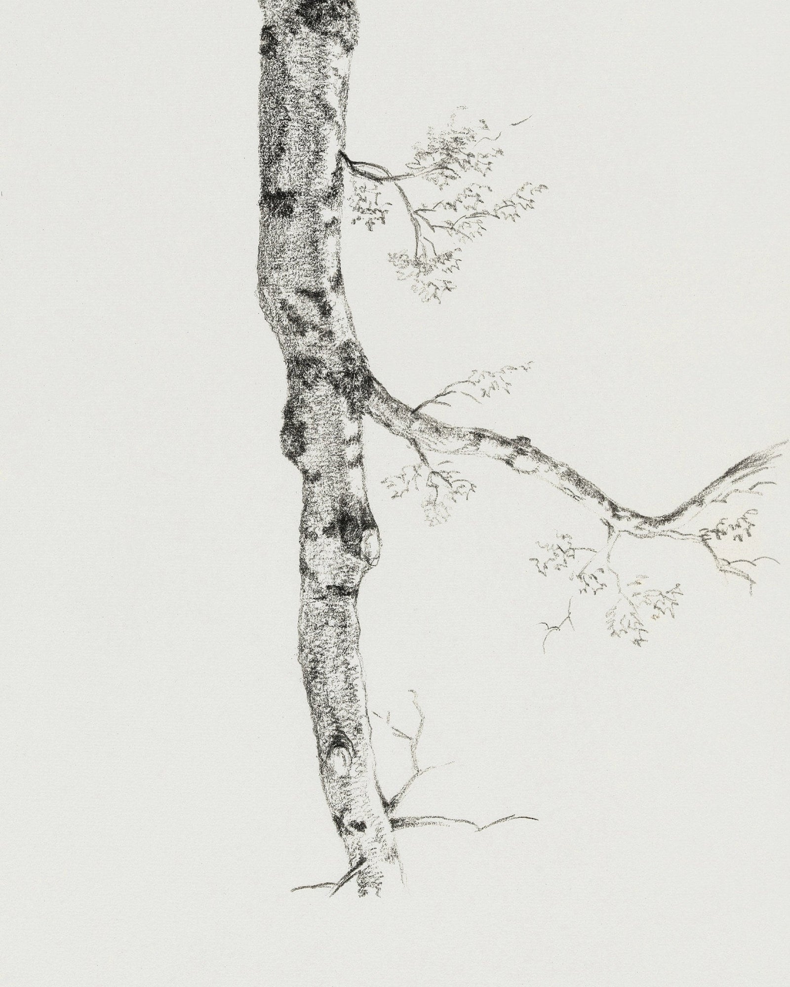 Birch Branch Sketch
