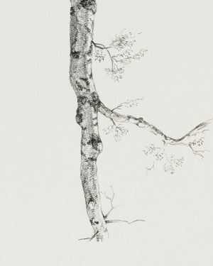 Birch Branch Sketch