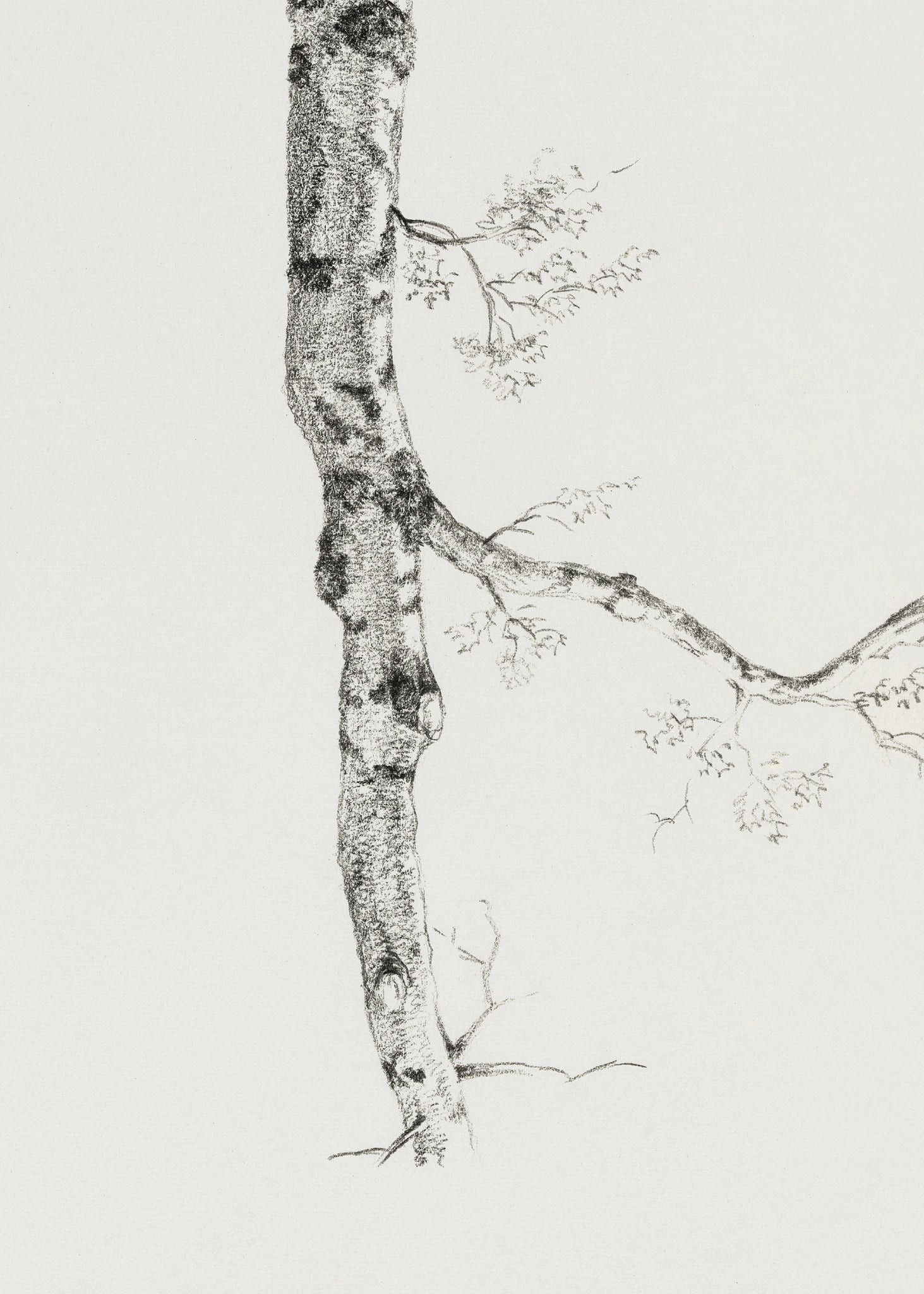 Birch Branch Sketch