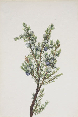 Winter Pine Branch