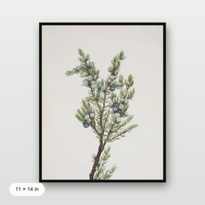 Winter Pine Branch