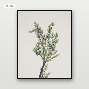 Winter Pine Branch