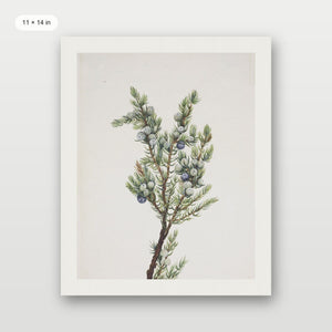 Winter Pine Branch
