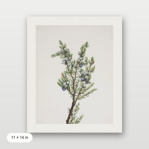Winter Pine Branch