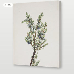 Winter Pine Branch