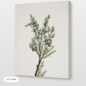 Winter Pine Branch