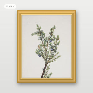 Winter Pine Branch