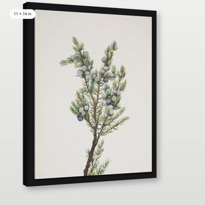 Winter Pine Branch