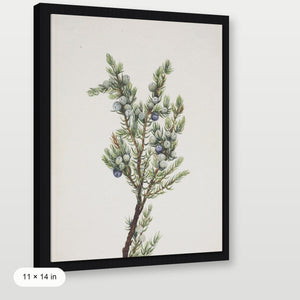 Winter Pine Branch