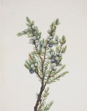 Winter Pine Branch