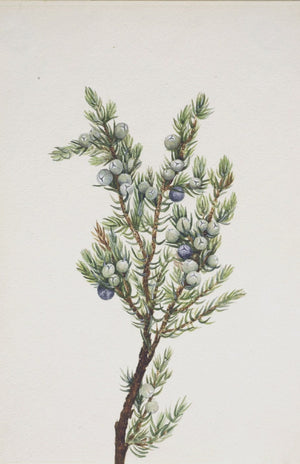 Winter Pine Branch
