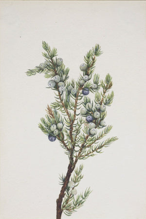 Winter Pine Branch