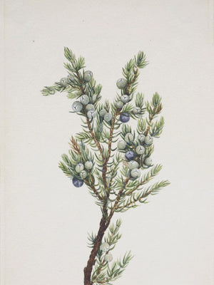 Winter Pine Branch