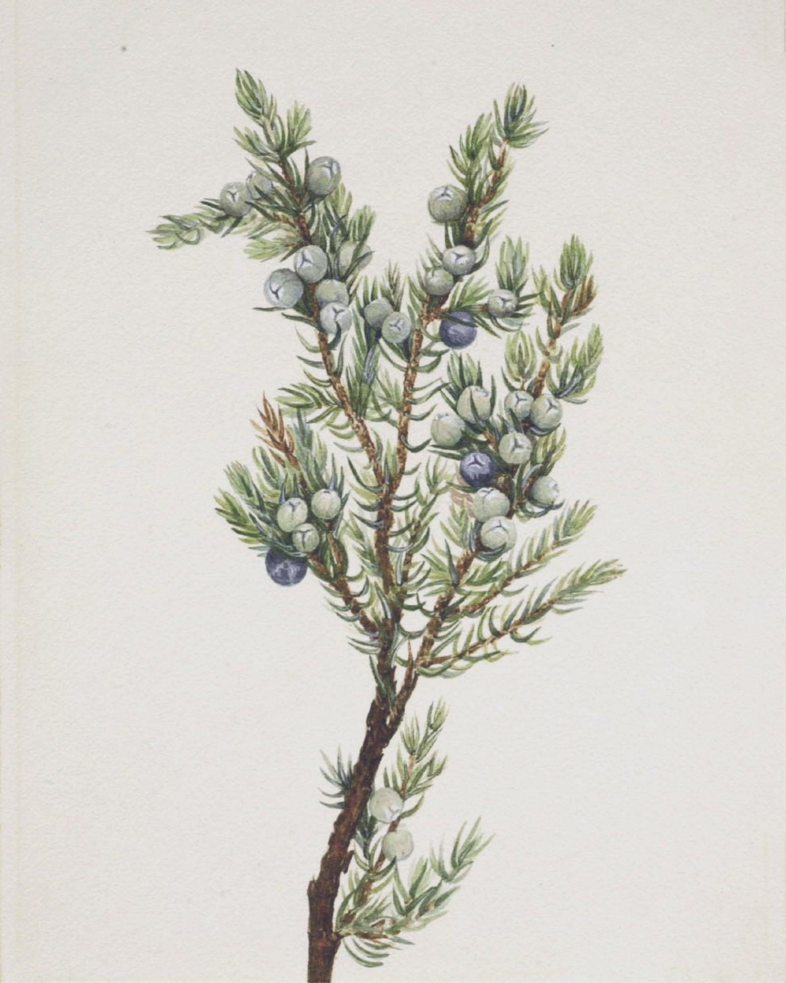 Winter Pine Branch