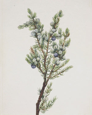 Winter Pine Branch