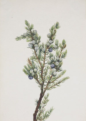Winter Pine Branch