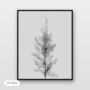 Pine Tree Top