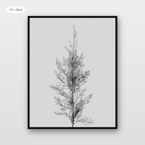 Pine Tree Top