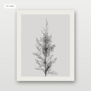 Pine Tree Top