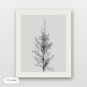 Pine Tree Top