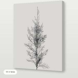Pine Tree Top