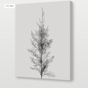 Pine Tree Top