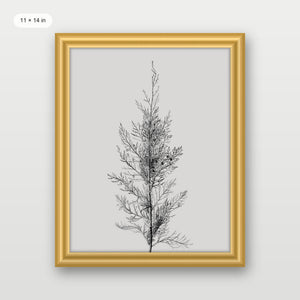 Pine Tree Top