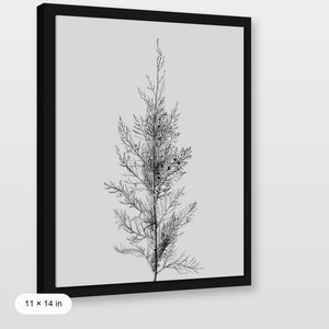 Pine Tree Top