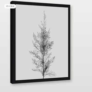 Pine Tree Top
