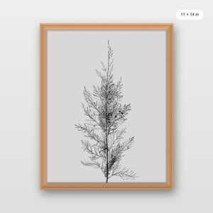 Pine Tree Top
