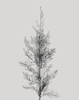 Pine Tree Top