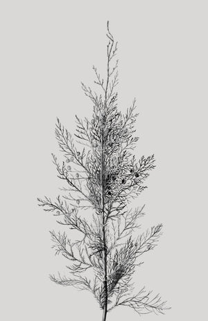 Pine Tree Top